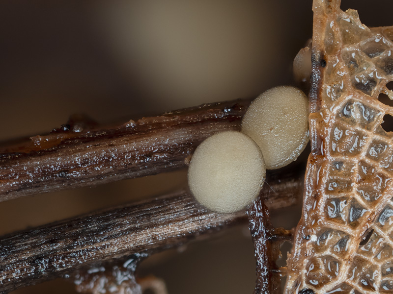 Hymenoscyphus vacini Hymenoscyphus vacini